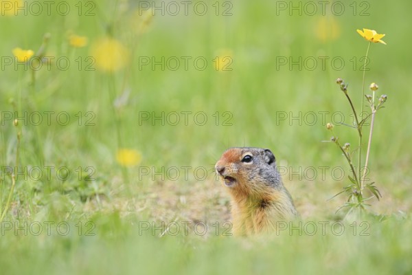 Columbia ground squirrel (Urocitellus columbianus, Spermophilus columbianus) at the burrow, Yoho National Park, British Columbia, Canada