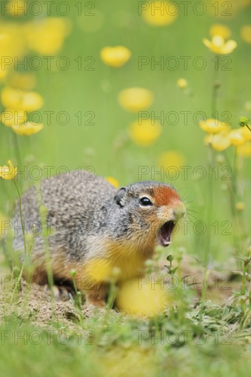 Columbia ground squirrel (Urocitellus columbianus, Spermophilus columbianus) sits calling at a burrow in a flower meadow, Yoho National Park, British Columbia, Canada