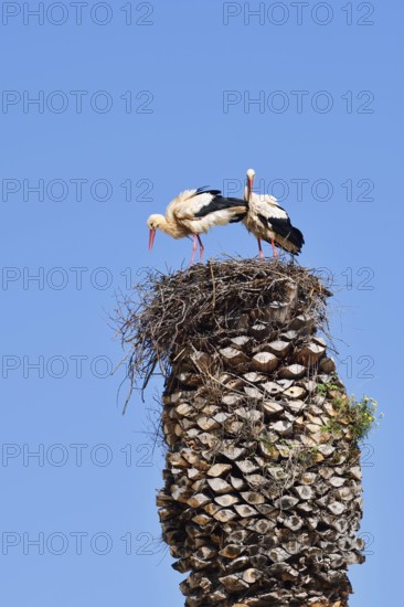 White stork (Ciconia ciconia), pair in a nest on a palm tree, Algarve, Portugal