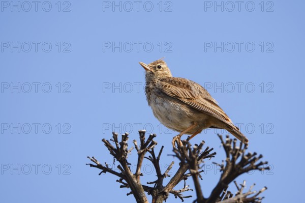 Theklalerche (Galerida theklae), Algarve, Portugal
