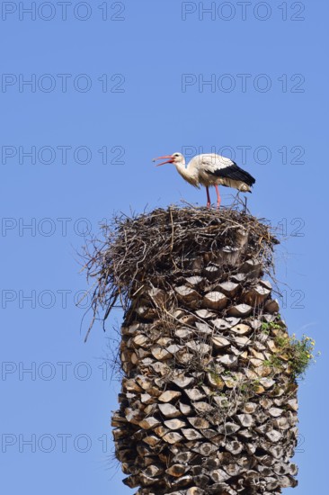 White stork (Ciconia ciconia) standing in a nest on a palm tree, Algarve, Portugal