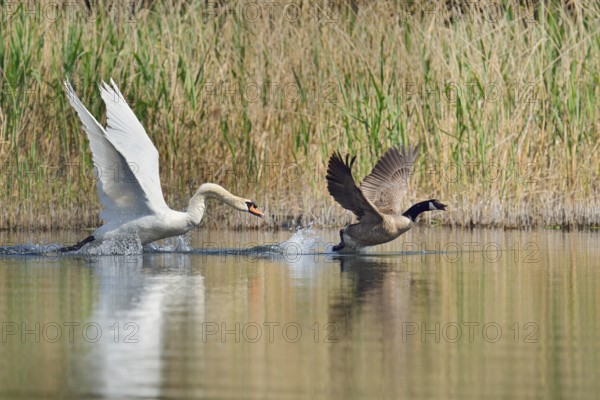 Mute swan (Cygnus olor) chasing away a Canada goose (Branta canadensis), North Rhine-Westphalia, Germany