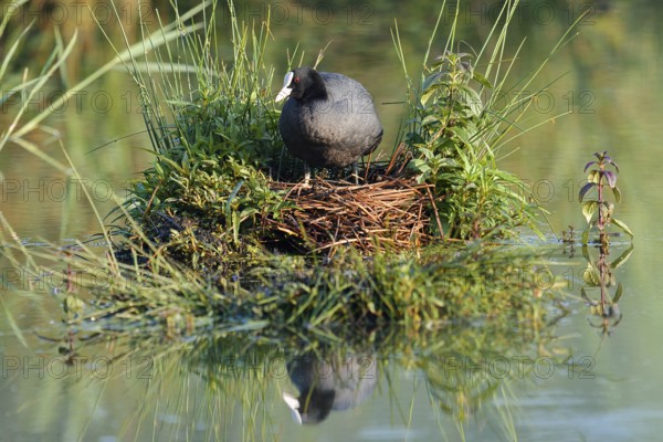 Eurasian Coot (Fulica atra) on the nest, North Rhine-Westphalia, Germany