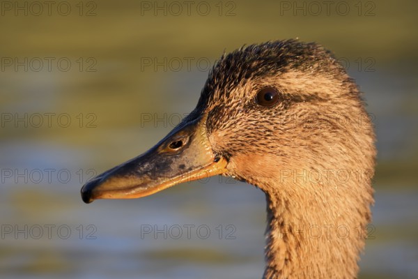 Mallard (Anas platyrhynchos), female, portrait, North Rhine-Westphalia, Germany