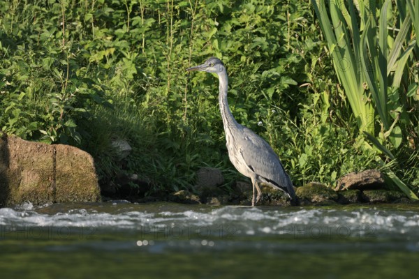 Grey heron (Ardea cinerea) standing in the water, North Rhine-Westphalia, Germany