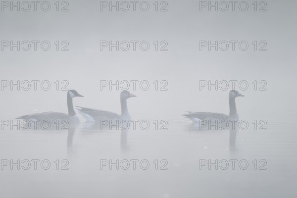 Canada geese (Branta canadensis) and grey goose (Anser anser) in the morning fog, North Rhine-Westphalia, Germany