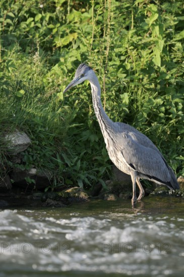 Grey heron (Ardea cinerea) standing in the water, North Rhine-Westphalia, Germany
