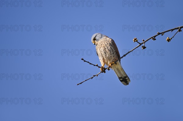 Kestrel (Falco tinnunculus), male, North Rhine-Westphalia, Germany