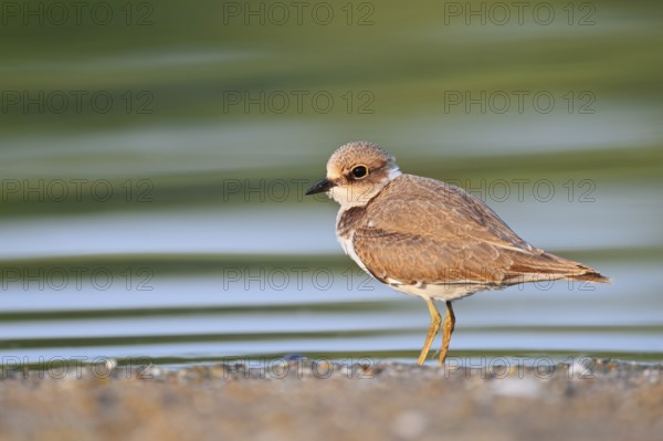 Little Ringed Plover (Charadrius dubius), young bird, North Rhine-Westphalia, Germany