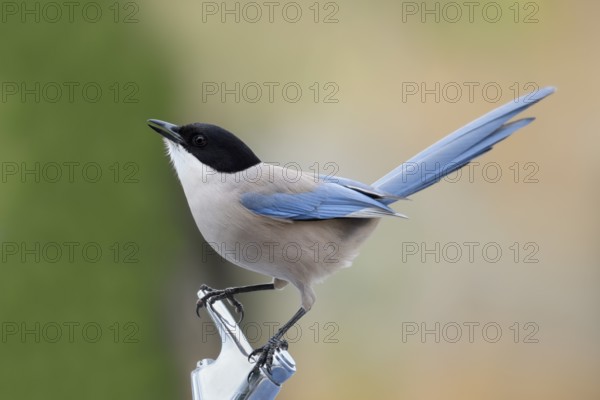 Blue magpie (Cyanopica cyanus), Algarve, Portugal