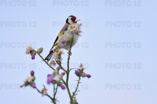Goldfinch (Carduelis carduelis) sitting on thistle (Carduus acanthoides) in summer, North Rhine-Westphalia, Germany
