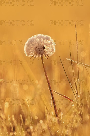 Common dandelion (Taraxacum officinale), fruit stand backlit at sunrise, North Rhine-Westphalia, Germany