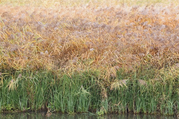 Reed (Phragmites australis, Phragmites communis) in autumn, North Rhine-Westphalia, Germany