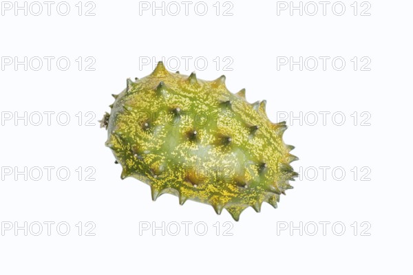 Horned cucumber, kiwano or horned melon (Cucumis metuliferus), fruit on a white background, native to Africa