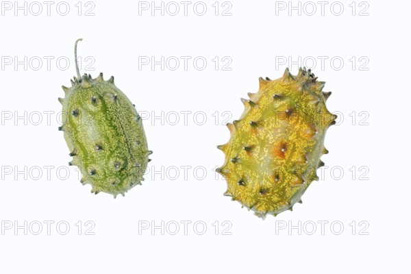 Horned cucumber, kiwano or horned melon (Cucumis metuliferus), fruit on a white background, native to Africa