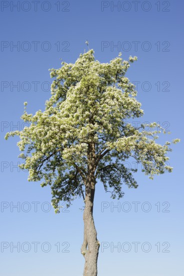 Flowering pear tree (Pyrus communis) in spring, North Rhine-Westphalia, Germany