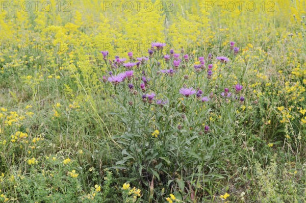 Meadow knapweed (Centaurea jacea), flowering, North Rhine-Westphalia, Germany