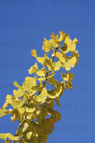 Ginkgo or ginkgo (ginkgo biloba), leaves on a branch in autumn, North Rhine-Westphalia, Germany