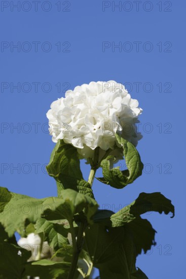 Real snowball or double snowball 'Roseum' (Viburnum opulus), flower, North Rhine-Westphalia, Germany