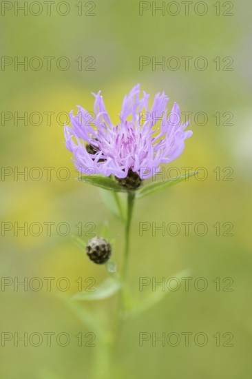 Meadow knapweed or common knapweed (Centaurea jacea), flower, North Rhine-Westphalia, Germany