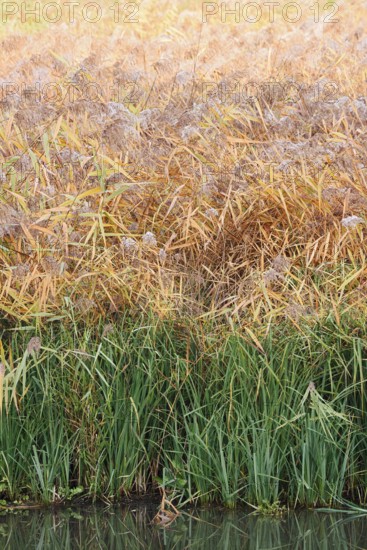 Reed (Phragmites australis, Phragmites communis) in autumn, North Rhine-Westphalia, Germany