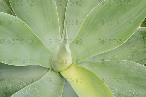 Canary Islands dragon tree agave or gooseneck agave (Agave attenuata), leaves, Fuerteventura, Canary Islands, Spain