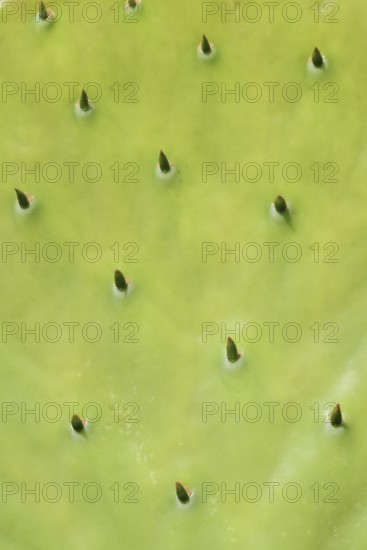 Opuntia (Opuntia robusta), leaf with thorns, detail, occurrence in Mexico