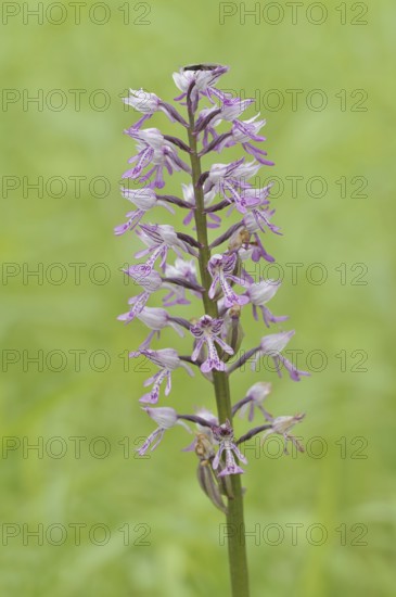 Helm's orchid (Orchis militaris), inflorescence, Kaiserstuhl, Baden-Württemberg, Germany