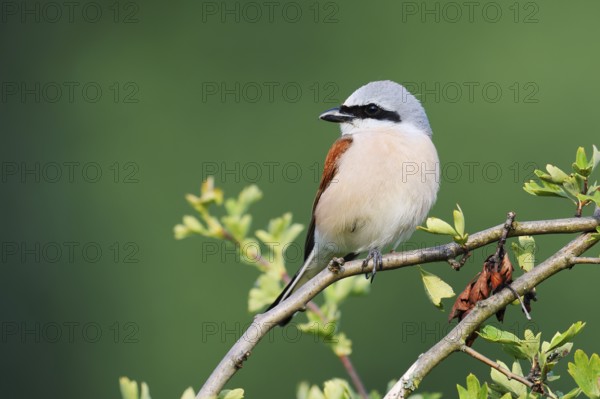 Red-backed shrike (Lanius collurio), male, North Rhine-Westphalia, Germany