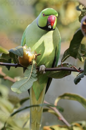 Indian Ringnecked Parakeet or Lesser Alexander's Parakeet (Psittacula krameri manillensis), male eats a medlar fruit (Mespilus germanica), South Holland, Netherlands, neozoon in Europe, native to Asia
