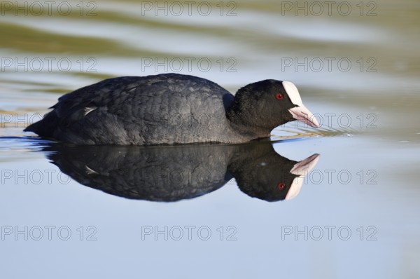 Eurasian Coot or coot rail (Fulica atra) swimming with mirror image, North Rhine-Westphalia, Germany