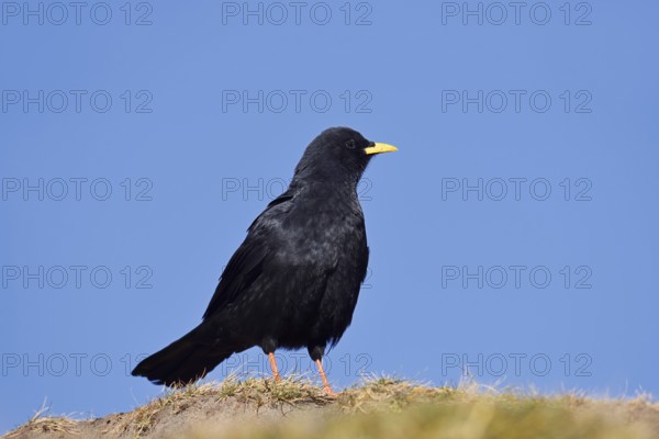 Alpine chough (Pyrrhocorax graculus), Hohe Tauern National Park, Austria