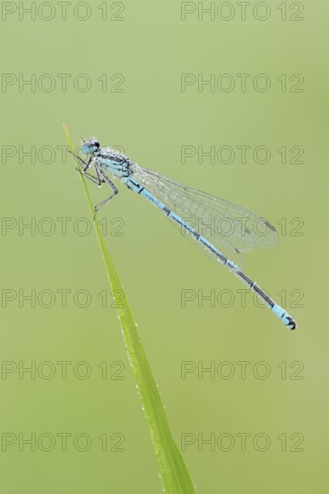 Horseshoe damselfly (Coenagrion puella), male with dewdrops, North Rhine-Westphalia, Germany