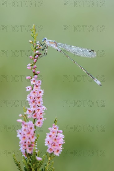 Emerald Damselfly (Lestes sponsa), male with dewdrops on flowering heather (Calluna vulgaris), North Rhine-Westphalia, Germany