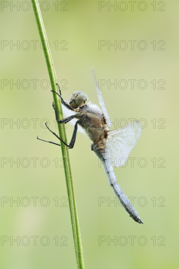 Black-tailed Skimmer (Orthetrum cancellatum), male with dewdrops, North Rhine-Westphalia, Germany