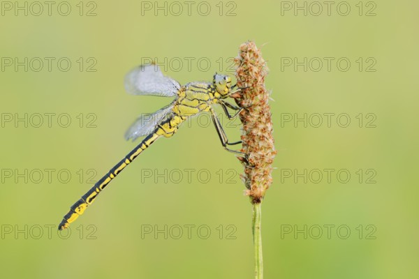 Western Clubtail (Gomphus pulchellus) with dewdrops, North Rhine-Westphalia, Germany