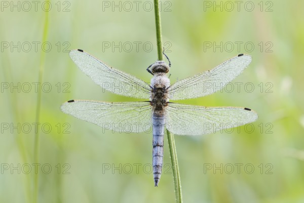 Black-tailed Skimmer (Orthetrum cancellatum), male with dewdrops, North Rhine-Westphalia, Germany