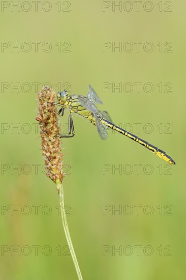 Western Clubtail (Gomphus pulchellus), North Rhine-Westphalia, Germany