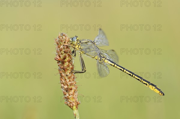 Western Clubtail (Gomphus pulchellus), North Rhine-Westphalia, Germany