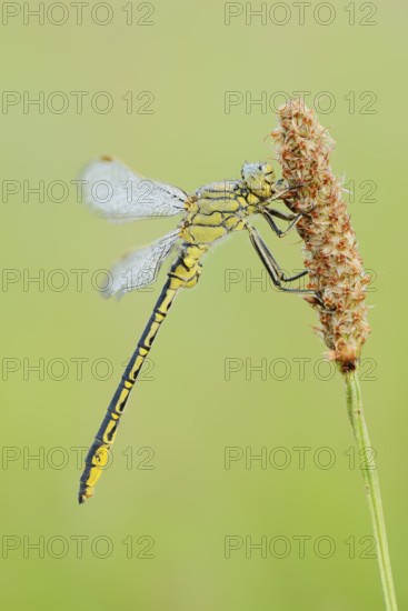 Western Clubtail (Gomphus pulchellus) with dewdrops, North Rhine-Westphalia, Germany