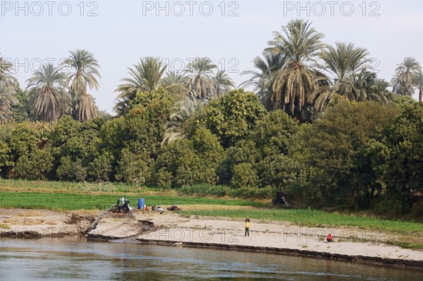 Riverside landscape on the Nile with date palms (Phoenix dactylifera), Nile Valley, Egypt
