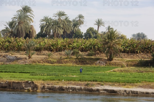 Field and banana plantation on the banks of the Nile, Egypt