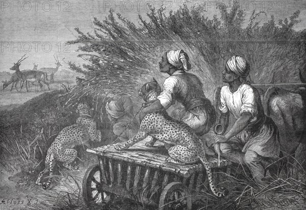 Antelope hunt with a cheetah, South Africa, 1880, authentic, digitally restored reproduction from a 19th century model, exact date of depiction unknown, historical