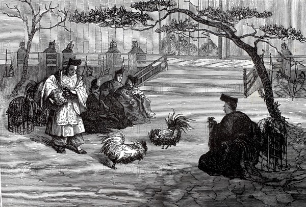 Cockfight in Japan, authentic, digitally restored reproduction from a 19th century model, exact date of depiction unknown, historical