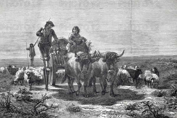 Shepherds in the Landes, Les Landes, France, were traditionally Black-winged Stilt walkers who moved around in swampy terrain to tend their flocks of sheep, here with a cow team, 1880, authentic, digitally restored reproduction from a 19th century original, exact date of depiction unknown, historical