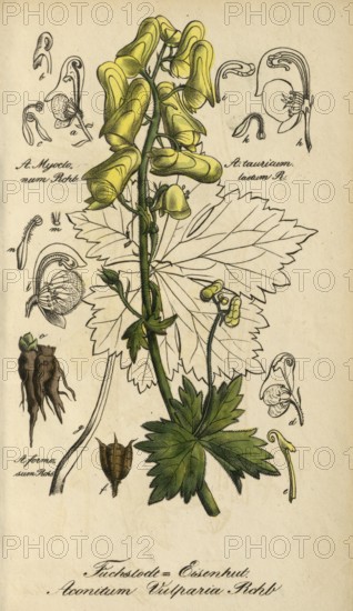 European gray wolfsbane, Aconitum lycoctonum, syn. A. vulparia, authentic, digitally restored reproduction from a 19th century original, Eduard Winkler (1799-1862), book All poisonous plants in Germany, exact date of depiction unknown, historical