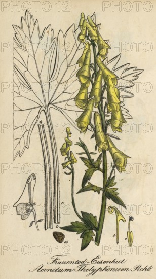 European poisonous plants, Aconitum thelyphonumi, old name (synonym) for Aconitum lycoctonum subsp. vulparia, wolfsbane or yellow monkshood, authentic, digitally restored reproduction from a 19th century original, Eduard Winkler (1799-1862), book All poisonous plants in Germany, exact date of illustration unknown, Historical