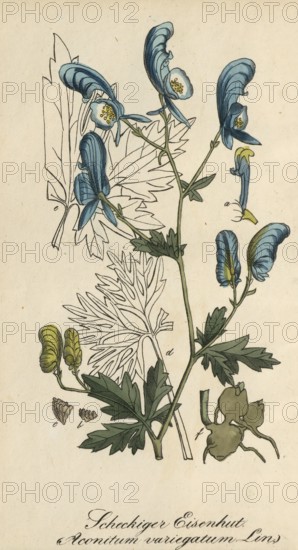 European poisonous plants, garden monkshood, Aconitum variegatum, also known as spotted monkshood, authentic, digitally restored reproduction from a 19th century original, Eduard Winkler (1799-1862), book All poisonous plants in Germany, exact date of depiction unknown, historical