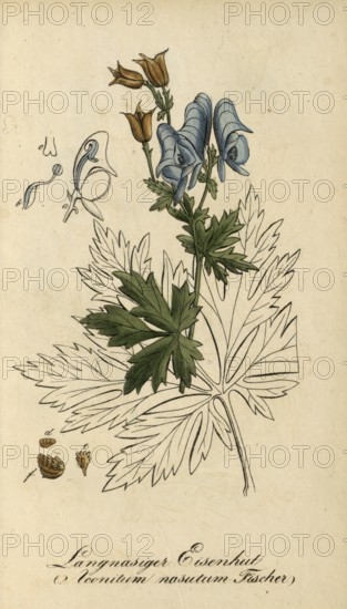 European poisonous plants, Aconitum nasutum, long-nosed monkshood, authentic, digitally restored reproduction from a 19th century original, Eduard Winkler (1799-1862), book All poisonous plants in Germany, exact date of depiction unknown, historical
