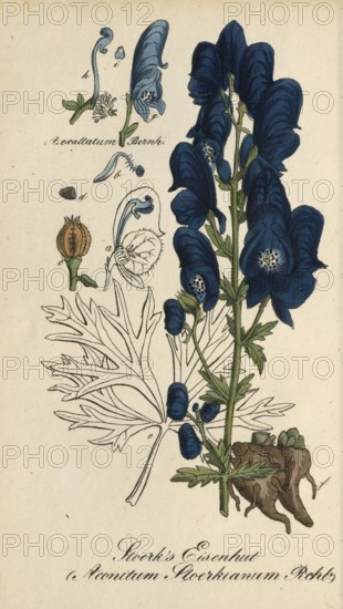 European poisonous plants, Aconitum Stoerkianum, Monkshood variant, authentic, digitally restored reproduction from a 19th century original, Eduard Winkler (1799-1862), book All poisonous plants in Germany, exact date of depiction unknown, historical